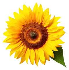 Fototapeta premium PNG Sunflower flower sunflower plant white background.
