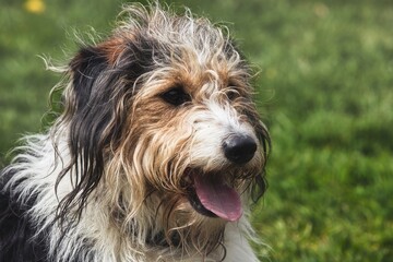 Close-Up of Shaggy Dog Panting in Park