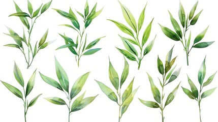 Fototapeta premium Watercolor Bamboo Leaves Set on White Background with Copy Space