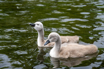 close up portrait of young mute swans cygnets cygnus olor in the river with reflections