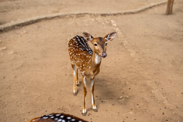 Obraz premium Deer animals at Bandung Zoo