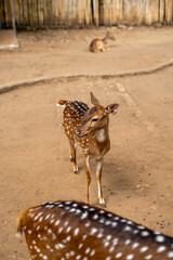 Obraz premium Deer animals at Bandung Zoo