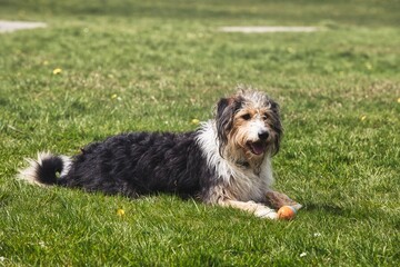 Shaggy Dog Resting on Grass with Ball in Park