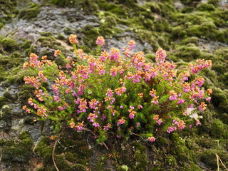 Planta silvestre de flores rosas con gotas de agua colgando de las ramas