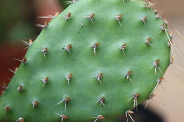 Opuncja humifusa Twostone Canada kaktus opuntia