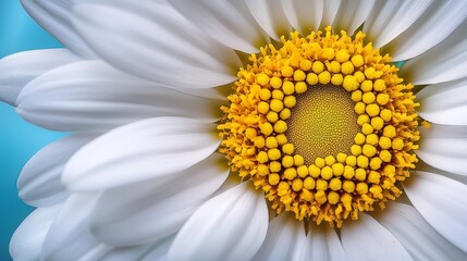 Obraz premium Radial Symmetry in Daisies, Explore the radial symmetry of daisy petals, discussing how this perfect circular arrangement attracts pollinators and contributes to the flowers reproductive success.