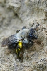 Closeup on a female Grey-backed mining bee, Andrena vaga sitting on the ground