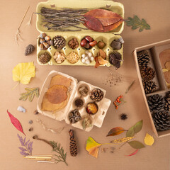 Neatly organized collection of natural items in empty egg carton box, with scattered red leaves,...