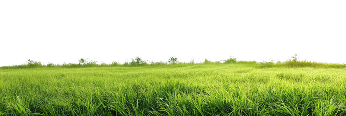 Panoramic view of a grassy field with lush green grass and power lines stretching across the horizon, showcasing an open landscape with a subtle rural vibe, PNG format