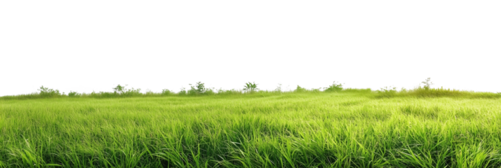 Panoramic view of a grassy field with lush green grass and power lines stretching across the horizon, showcasing an open landscape with a subtle rural vibe, PNG format