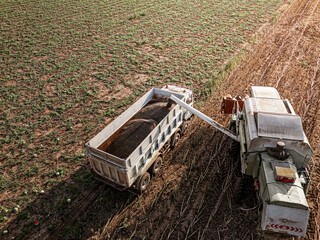 Aerial combine harvester unloads a bin of high oleic sunflower seeds into trailer. European...