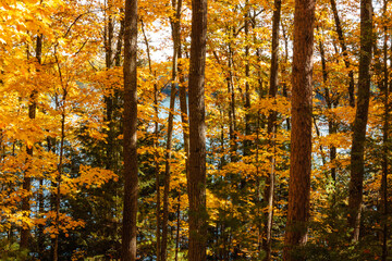 Clear Lake shoreline is forested with colorful autumn maples and pines in early October within Clear Lake State Park, Woodruff, Wisconsin