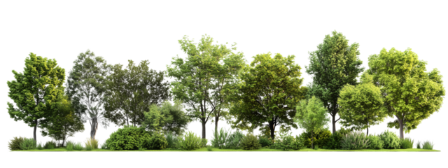 Lush green trees with diverse foliage. Detailed plant structures, full-canopy coverage, and vibrant greenery in PNG format against a transparent background
