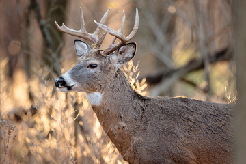 A buck is alert in the woods in mid-November during the rut, near Hartford, Wisconsin in the late afternoon