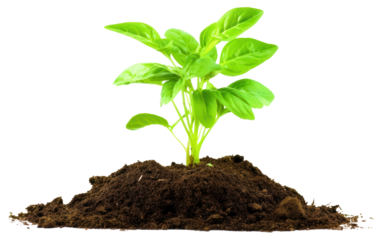 PNG Vegetable garden plant herbs leaf.