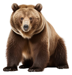 Fototapeta premium PNG Wildlife mammal animal bear.