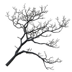 Fototapeta premium Branch With Buds in a Black and White World