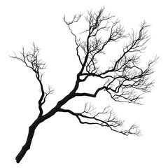 Fototapeta premium Black and White Tree Branch with Frosty Tips