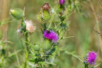 Bull thistle (Cirsium vulgare) . When it goes to seed, they are capped with a circle of plume-like white hairs. Mature plants can produce up to 4,000 seeds per plant