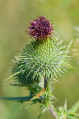 Bull thistle (Cirsium vulgare) . When it goes to seed, they are capped with a circle of plume-like white hairs. Mature plants can produce up to 4,000 seeds per plant