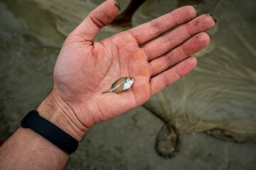 Siamese glassfish chanda ranga indian glass fish at palm hand. pseudambassis parambassis ranga.