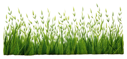 PNG  Grass field in embroidery style plant green wheatgrass.