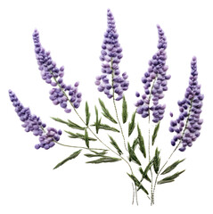 PNG  Lavender in embroidery style flower plant herbs.