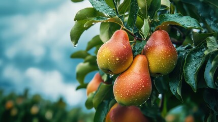 Obraz premium Ripe pear fruit growing on tree