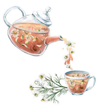 Tilted teapot with chamomile tea pouring into mug. Isolated watercolor illustration for tea ceremony design, cafe, tea shop, poster, tonic tea collections