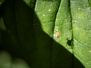 Shadow of a tiny Spider 