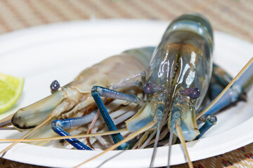 freshwater fresh shrimp with long claws blue close-up