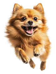 Obraz premium Happy Pomeranian jumping in mid-air with joy, cut out - stock png.