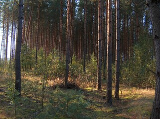 belarus, village, field, gardens, houses, roads, sidewalks, trees, flowers, river, forest, pine trees, spruce, meadows, pasture, huts, fence, well