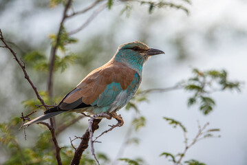 European roller