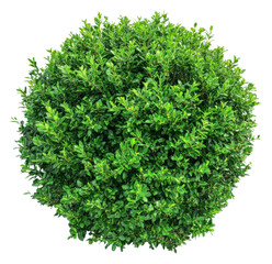 Obraz premium Dense round shrub with vibrant green foliage, cut out - stock png.