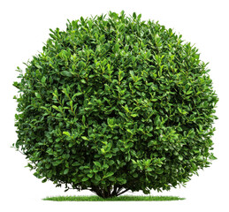 Naklejka premium Bright sunlight on a round green bush, cut out - stock png.