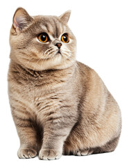 Obraz premium Fluffy cat poses on white background, cut out - stock png.