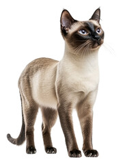 Siamese cat standing elegantly in a bright space, cut out - stock png.