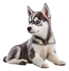 Fototapeta premium Adorable husky puppy posing indoors, cut out - stock png.