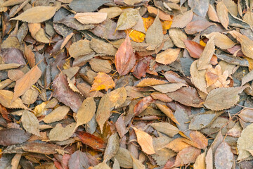dry fallen leaves brown and yellow background autumn close up