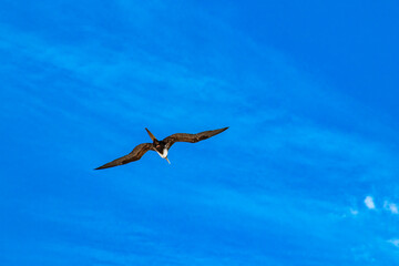 Fregat birds flock fly blue sky clouds background in Mexico.