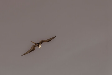 Fregat birds flock fly blue sky clouds background in Mexico.