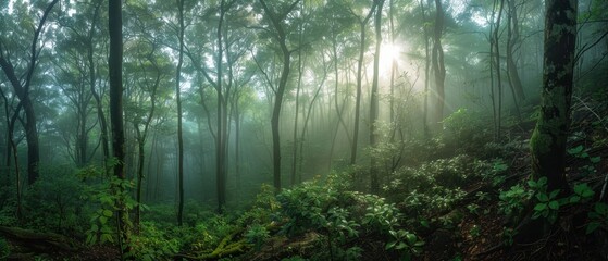 Fototapeta premium Enchanting Misty Morning in an Ancient Forest