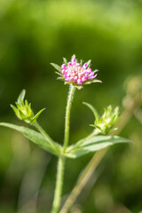 small purple flower..