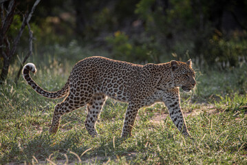Leopard
