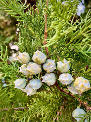 Close up of juniper cones on a juniper tree in the garden