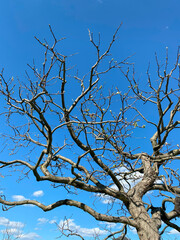 Dry branches of a tree against the blue sky, natural background.