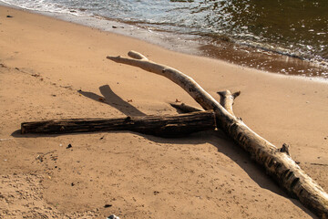 Troncos en la orilla del East River en Nueva York, EE. UU. Troncos de árboles arrastrados por el...