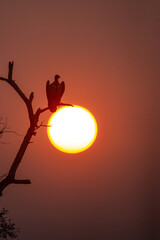 Vulture silhouette