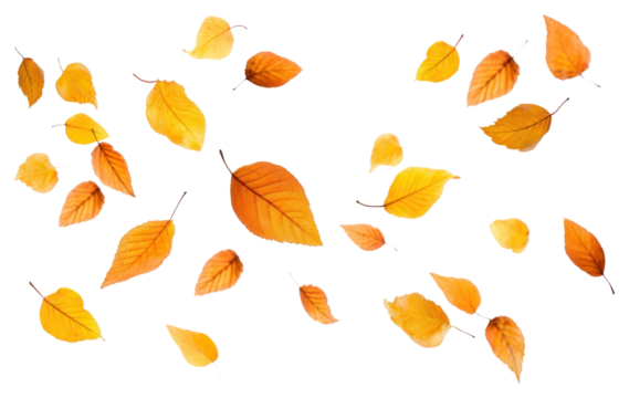 PNG Autumn leaves scattered on white